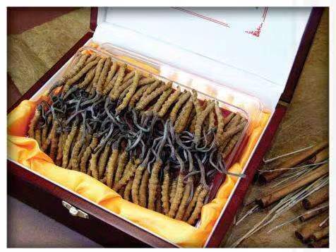 大庆冬虫夏草回收